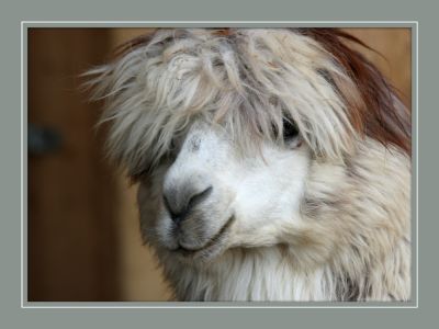 alpaca.jpg