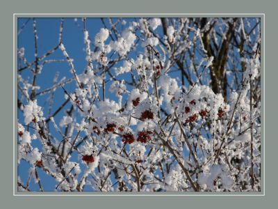 schnee_baum_himmel.jpg