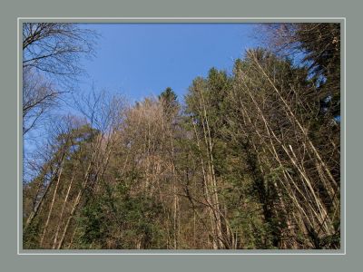 wald_himmel.jpg