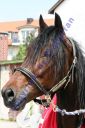 Dateiname=IMG_0005.JPG
Dateigröße=109KB
Abmessungen: 500x750
hinzugefügt am: 09. April 2016 IMG_0005.JPG