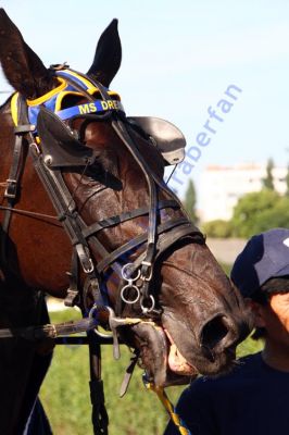 20130616_07d_26.JPG