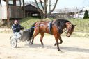 Dateiname=IMG_0109.JPG
Dateigröße=128KB
Abmessungen: 750x500
hinzugefügt am: 17. November 2016 IMG_0109.JPG