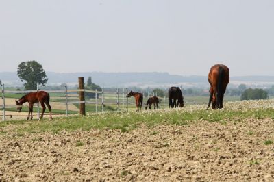 R_100465.JPG