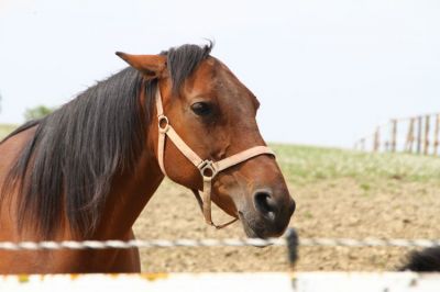 R_100987.JPG
