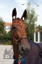 Dateiname=20160904_imp_02.jpg
Dateigröße=106KB
Abmessungen: 500x750
hinzugefügt am: 05. September 2016 20160904_imp_02.jpg