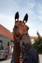 Dateiname=20160904_imp_06.jpg
Dateigröße=83KB
Abmessungen: 500x750
hinzugefügt am: 05. September 2016 20160904_imp_06.jpg