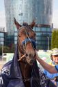 Dateiname=20161009_derby_010.jpg
Dateigröße=92KB
Abmessungen: 500x750
hinzugefügt am: 12. Oktober 2016 20161009_derby_010.jpg