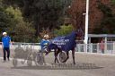 Dateiname=20161009_derby_052.jpg
Dateigröße=130KB
Abmessungen: 750x500
hinzugefügt am: 12. Oktober 2016 20161009_derby_052.jpg