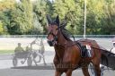Dateiname=20161009_R10_083.jpg
Dateigröße=104KB
Abmessungen: 750x500
hinzugefügt am: 12. Oktober 2016 20161009_R10_083.jpg