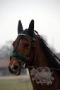 Dateiname=janine_20161217_170.jpg
Dateigröße=60KB
Abmessungen: 500x750
hinzugefügt am: 18. Dezember 2016 janine_20161217_170.jpg