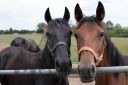 Dateiname=20170722_011_0P4A0031.jpg
Dateigröße=82KB
Abmessungen: 750x500
hinzugefügt am: 22. Juli 2017 20170722_011_0P4A0031.jpg
