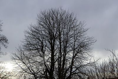 20180311_104Canon_064_IMG_0255.jpg