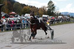 Dateiname=20231022_r04_029_RO4_0096.jpg
Dateigröße=193KB
Abmessungen: 1000x667
hinzugefügt am: 28. Oktober 2023 20231022_r04_029_RO4_0096.jpg