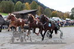 Dateiname=20231022_r05_026_RO5_0071.jpg
Dateigröße=215KB
Abmessungen: 1000x667
hinzugefügt am: 28. Oktober 2023 20231022_r05_026_RO5_0071.jpg