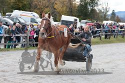 Dateiname=20231022_r05_052_RO5_0127.jpg
Dateigröße=212KB
Abmessungen: 1000x667
hinzugefügt am: 28. Oktober 2023 20231022_r05_052_RO5_0127.jpg