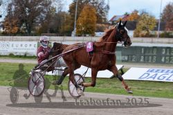 Dateiname=20251026_r02_022_R02_0052.jpg
Dateigröße=303KB
Abmessungen: 1000x667
hinzugefügt am: 27. Oktober 2025 20251026_r02_022_R02_0052.jpg