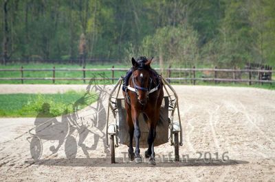 IMG_0237.jpg